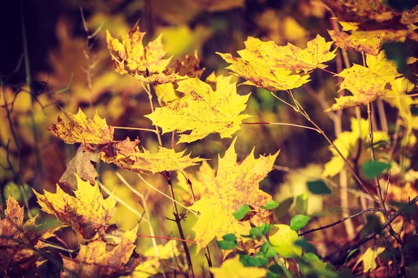 Подробный крупный план золотых осенних листьев — стоковое фото