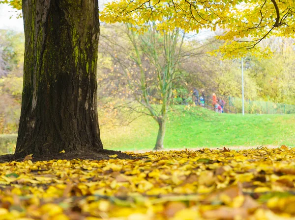 Beau paysage de parc pendant l'automne — Photo