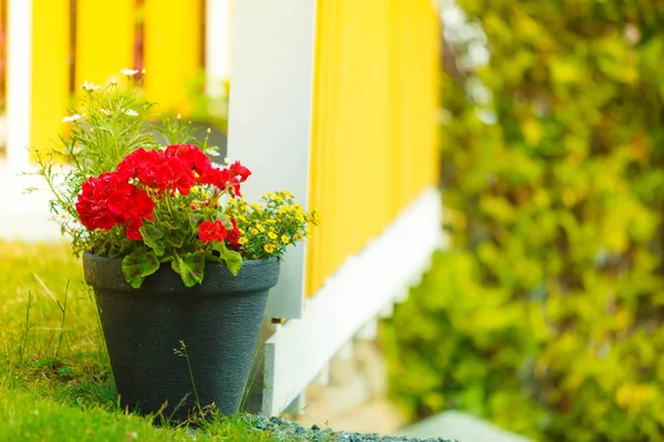 Töpfe mit bunten Blumen, Botanik und floraler Schönheit — Stockfoto