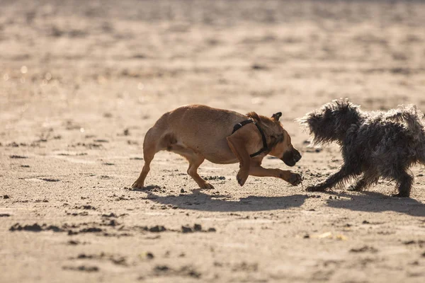 Två mongrel hundar leker tillsammans på stranden — Stockfoto