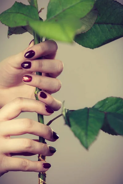 Frauenhände halten Rosenblüte in den Händen — Stockfoto