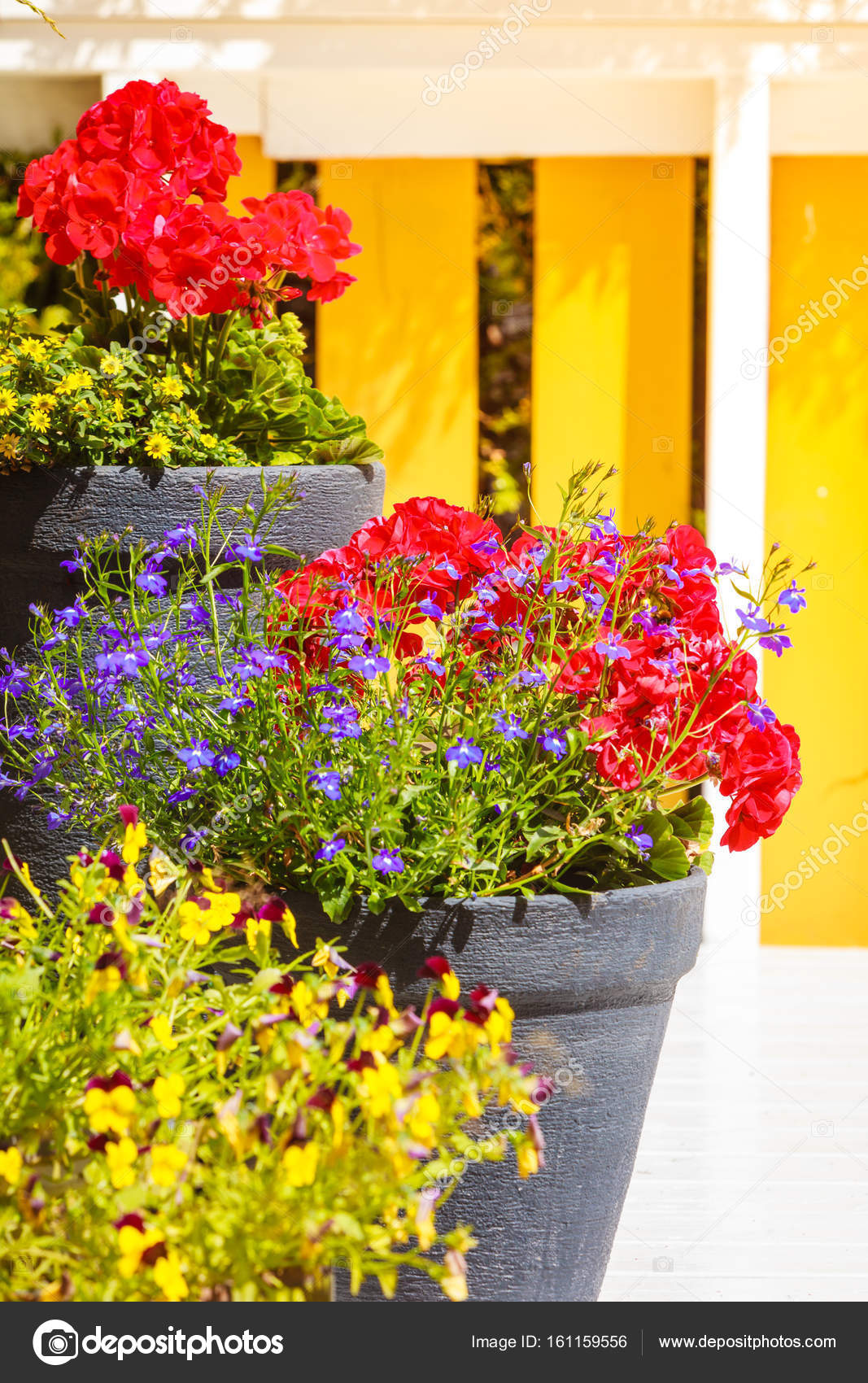 Vasos com flores coloridas, botânica e beleza floral fotos, imagens de ©  Anetlanda #161159556