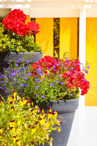 色とりどりの花、植物、花の美しさとポット — ストック写真