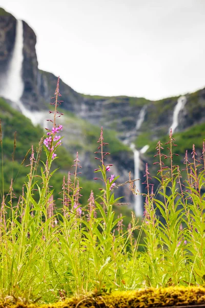 Fleurs printanières dans les montagnes nordiques — Photo