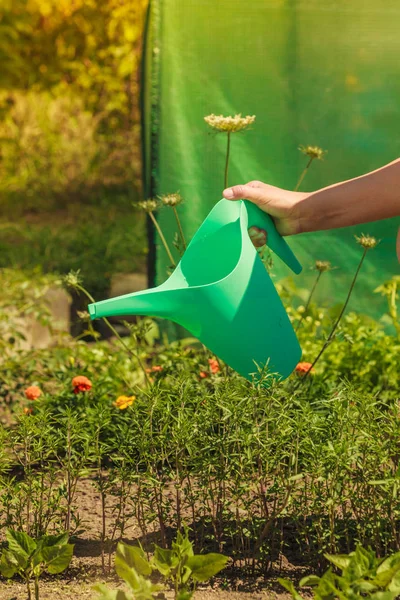 Perempuan menyiram tanaman di kebun — Stok Foto