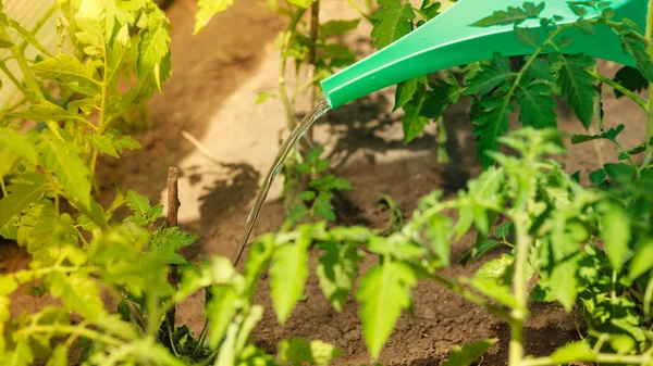 Watering green tomato plants in greenhouse — Stock Photo, Image