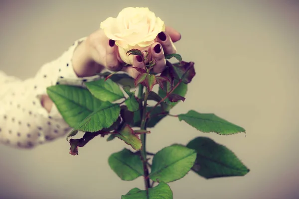 Female hands holds white rose flower — Stock Photo, Image