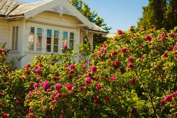 Arbusto bonito com rosas rosa, casa branca no fundo — Fotografia de Stock