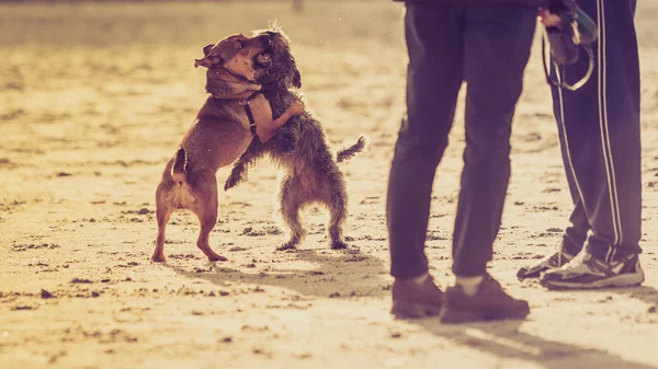 Two mongrel dogs playing together on beach — Stock Photo, Image