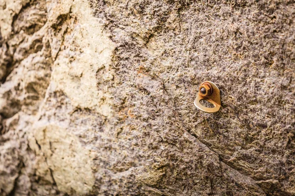 Taş yönetir tırmanma doku kayalar