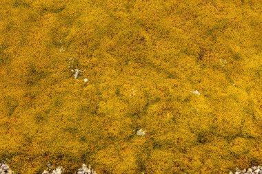 Arka plan liken yosun kaplı taş