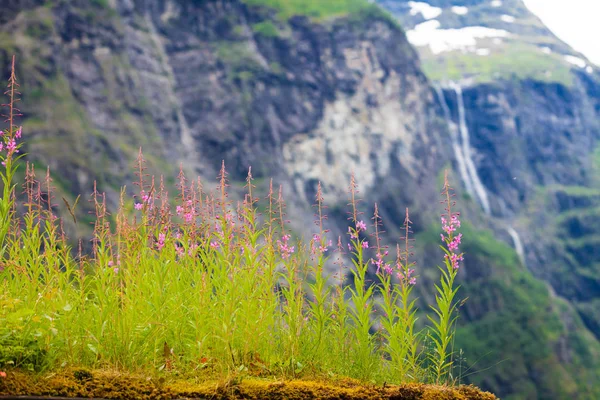 Tavaszi virágok a norvég hegységben — Stock Fotó