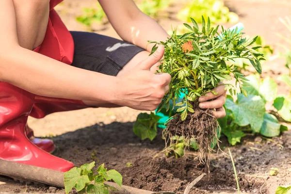 Tukang kebun wanita menanam kembali bunga — Stok Foto