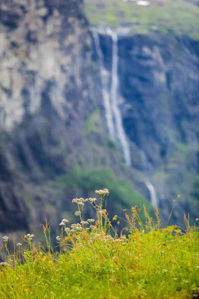 Wiosenne kwiaty w norweskich górach — Zdjęcie stockowe