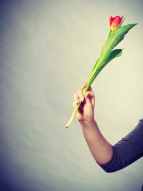 Lale çiçek eliyle.