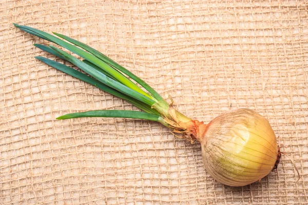 Onion bulb with chives fresh green sprout — Stock Photo, Image