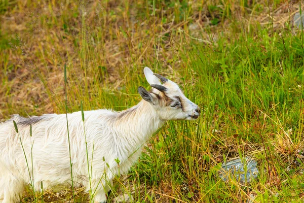 Kozy jíst trávu na pastvinách — Stock fotografie