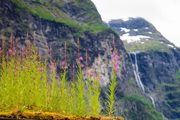 Vårblommor i norska fjällen — Stockfoto