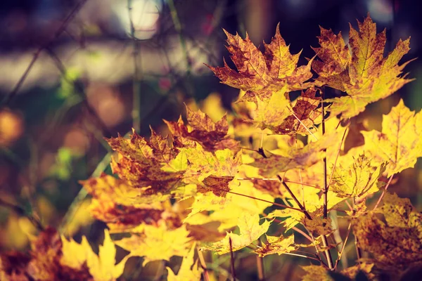 Dettagliato primo piano di foglie autunnali d'oro — Foto Stock