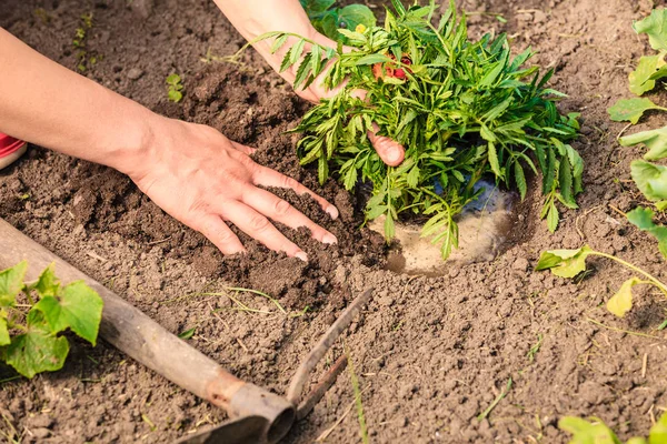 Woman gardener replanting flowers — Stock Photo, Image