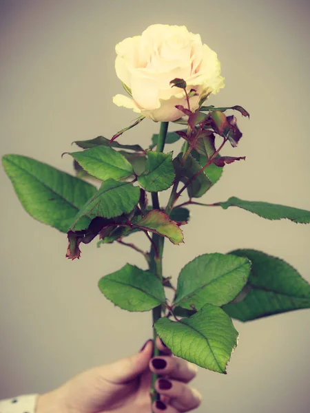 Vrouwelijke handen houdt wit roze bloem — Stockfoto