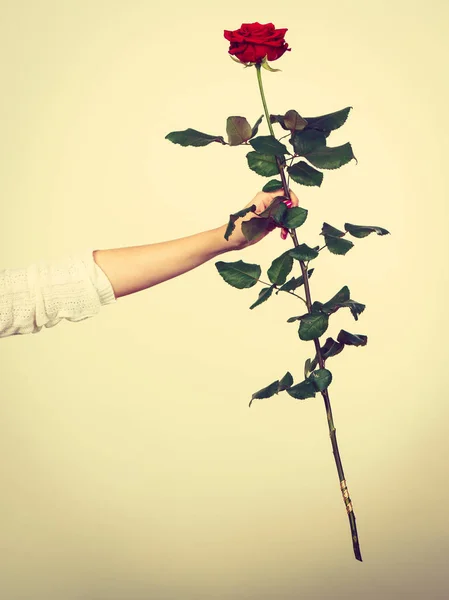 Vrouw hand bedrijf bloem rode roos — Stockfoto