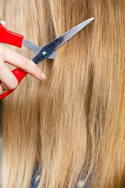 Red scissors on blonde hair. Close up. — Stock Photo, Image