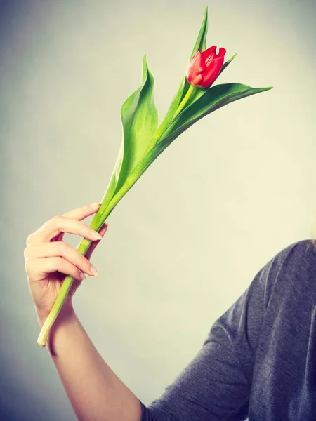 Feminino segurando flor vermelha . — Fotografia de Stock