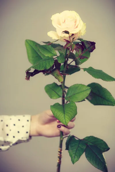 Female hands holds white rose flower — Stock Photo, Image