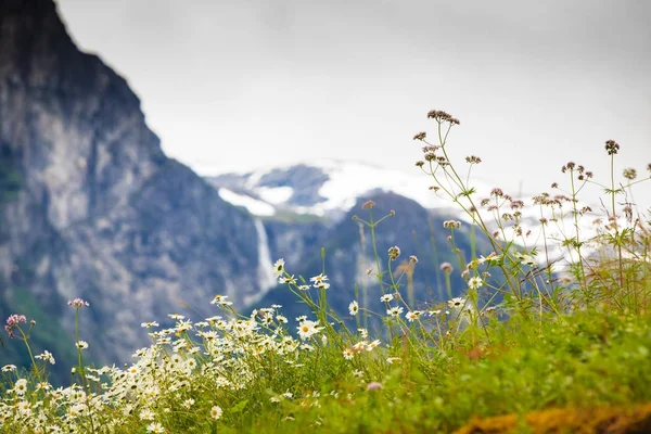 Flores de primavera en montañas noruegas — Foto de Stock