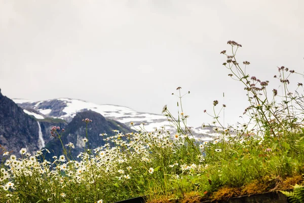 Весенние цветы в горах Норвегии — стоковое фото