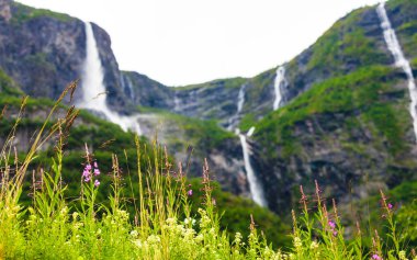 bahar çiçekleri Norveç dağlarında