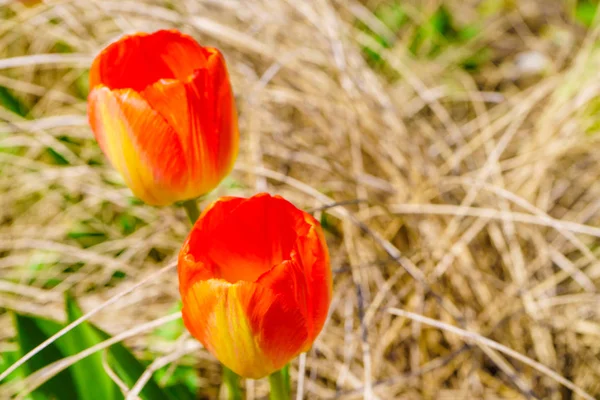 Garden with many orange tulips — Stock Photo, Image