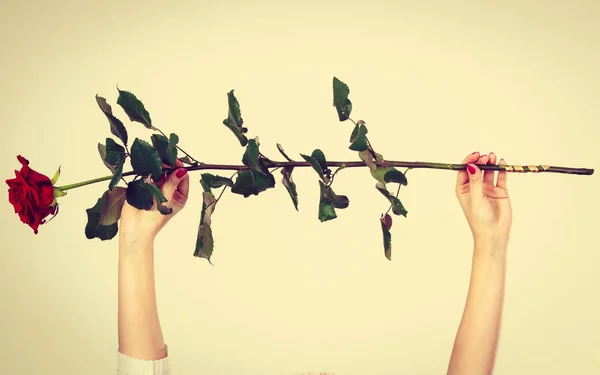 Woman hand holding flower red rose — Stock Photo, Image