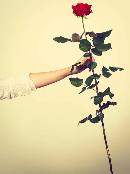 Vrouw hand bedrijf bloem rode roos — Stockfoto