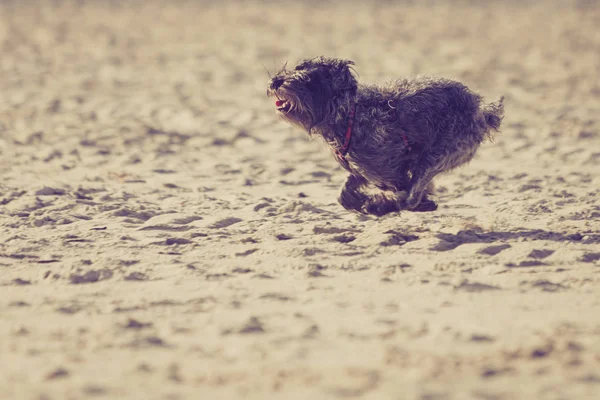 Mongrel hund spelar och körs på stranden — Stockfoto