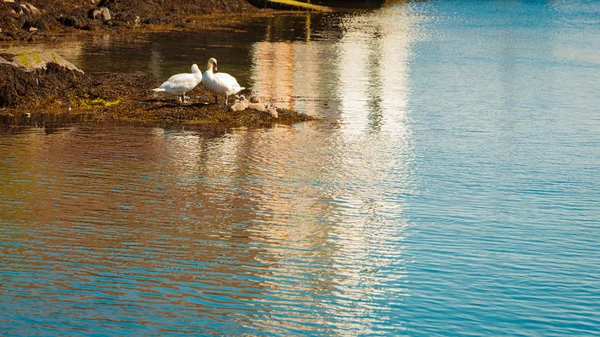 Two swans with little nestlings by river