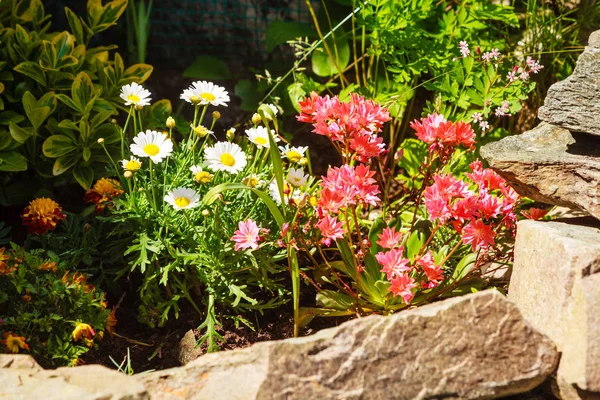 色鮮やかなピンクの花の庭で成長しています。 — ストック写真
