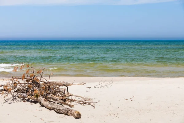 Strand takken op zand — Stockfoto