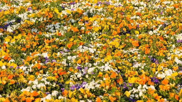 Blooming pansy flowers as background — Stock Photo, Image