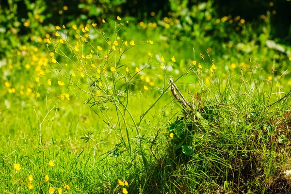 Wild growing herb or flowers on meadow field — Stock Photo, Image