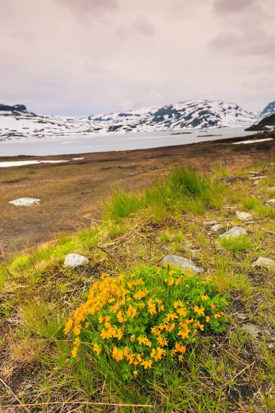 Жовтий весняних квітів у Норвезька гори — стокове фото