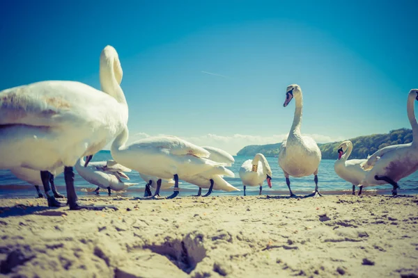 Cigni che camminano sulla spiaggia — Foto Stock