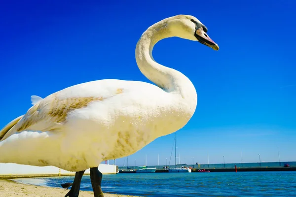 Cigni che camminano sulla spiaggia — Foto Stock