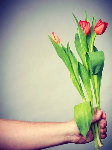 Hand mit Tulpenblüten. — Stockfoto