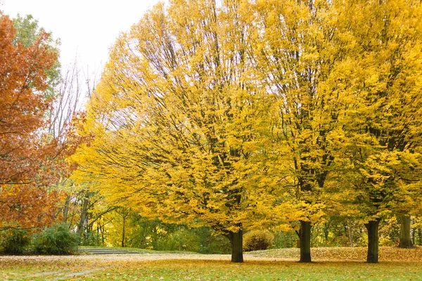 Φθινοπωρινά δέντρα στο πάρκο. — Φωτογραφία Αρχείου
