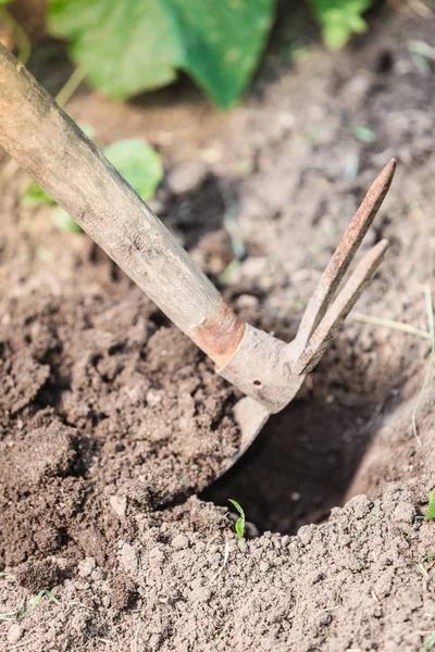 Closeup woman gardener digging soil — Stock Photo, Image