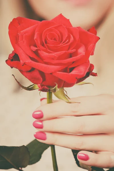 Female hand holding red rose flower — Stock Photo, Image