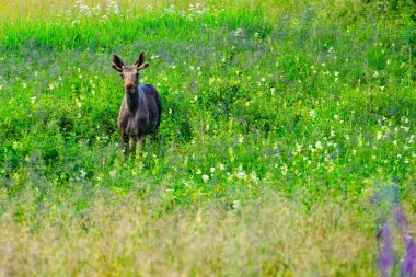 Genç geyik yeşil çayırda