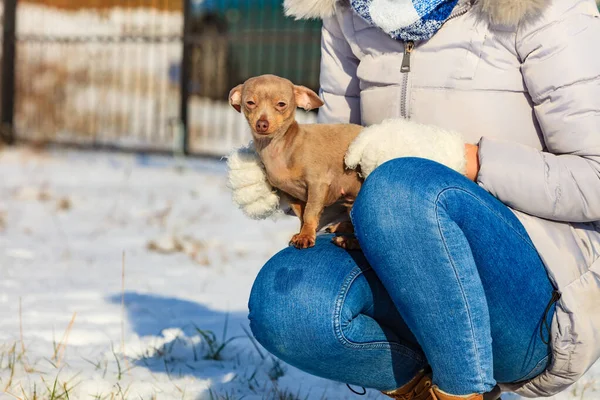 冬の間に犬と遊ぶ女性 — ストック写真